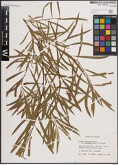Foto von Salix fluviatilis Nutt.